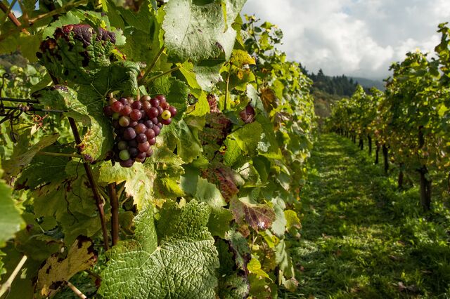 Vinmark